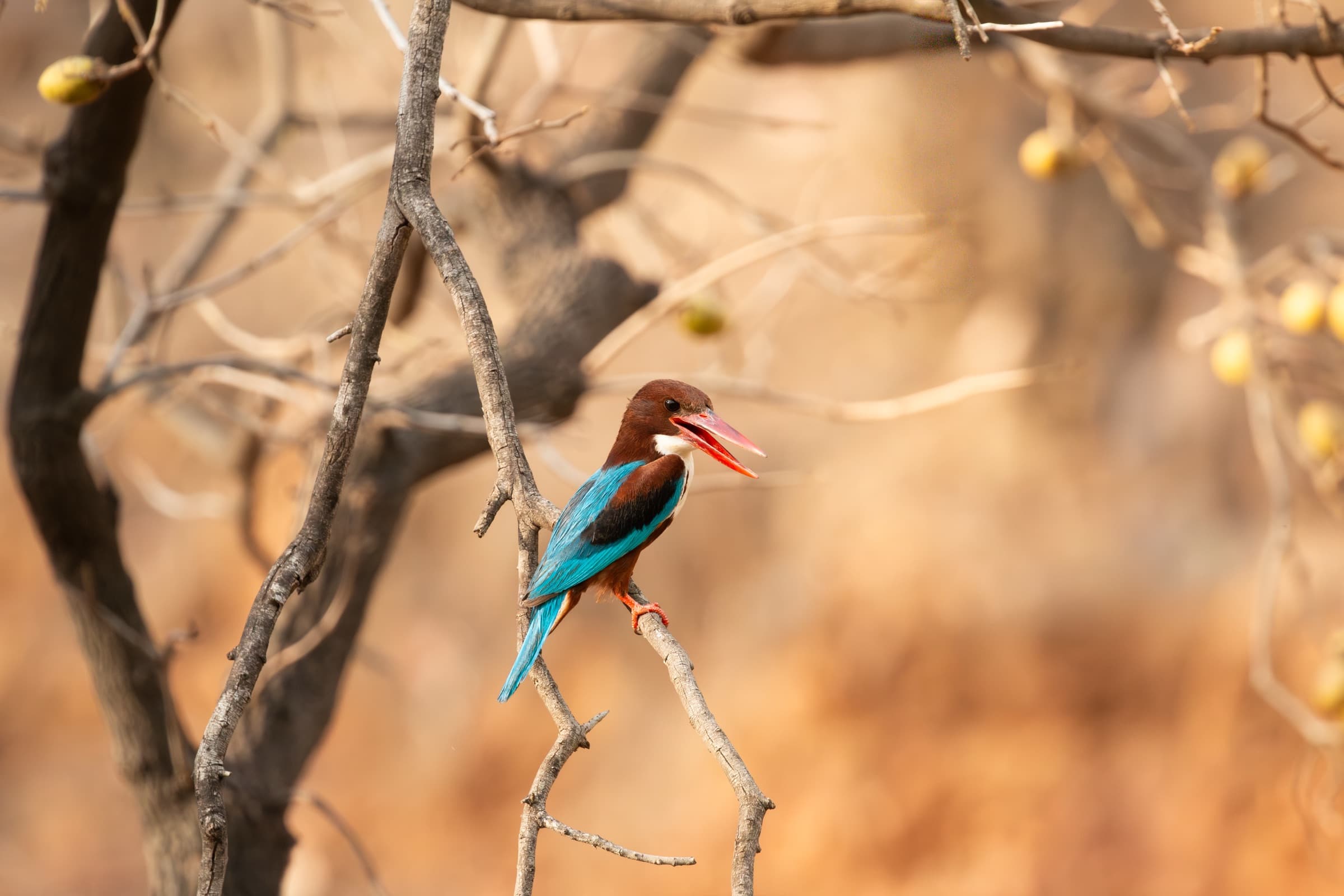 Kingfisher in winter light