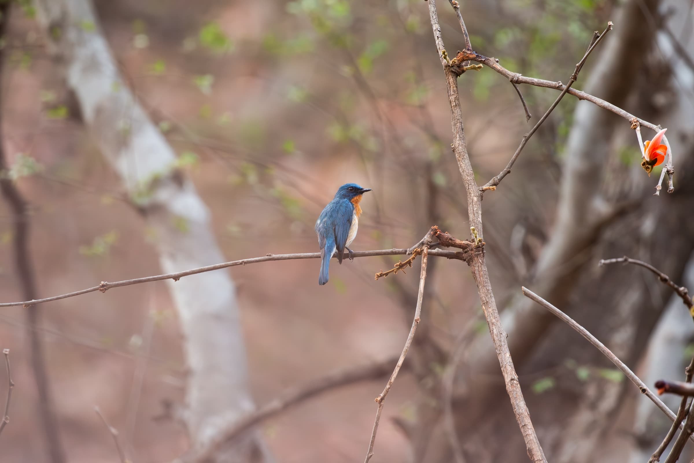 Wildlife photograph
