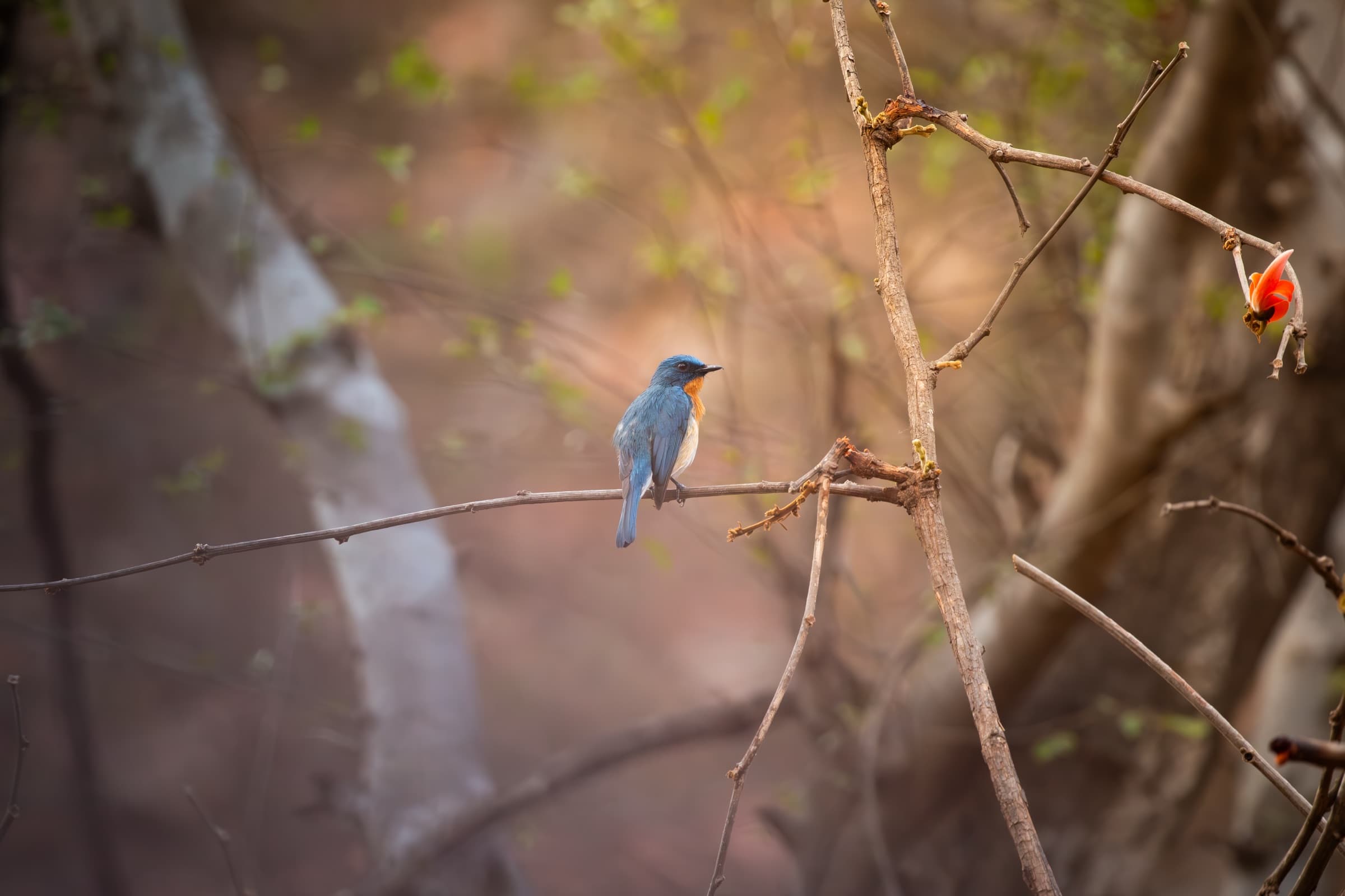 Wildlife photograph