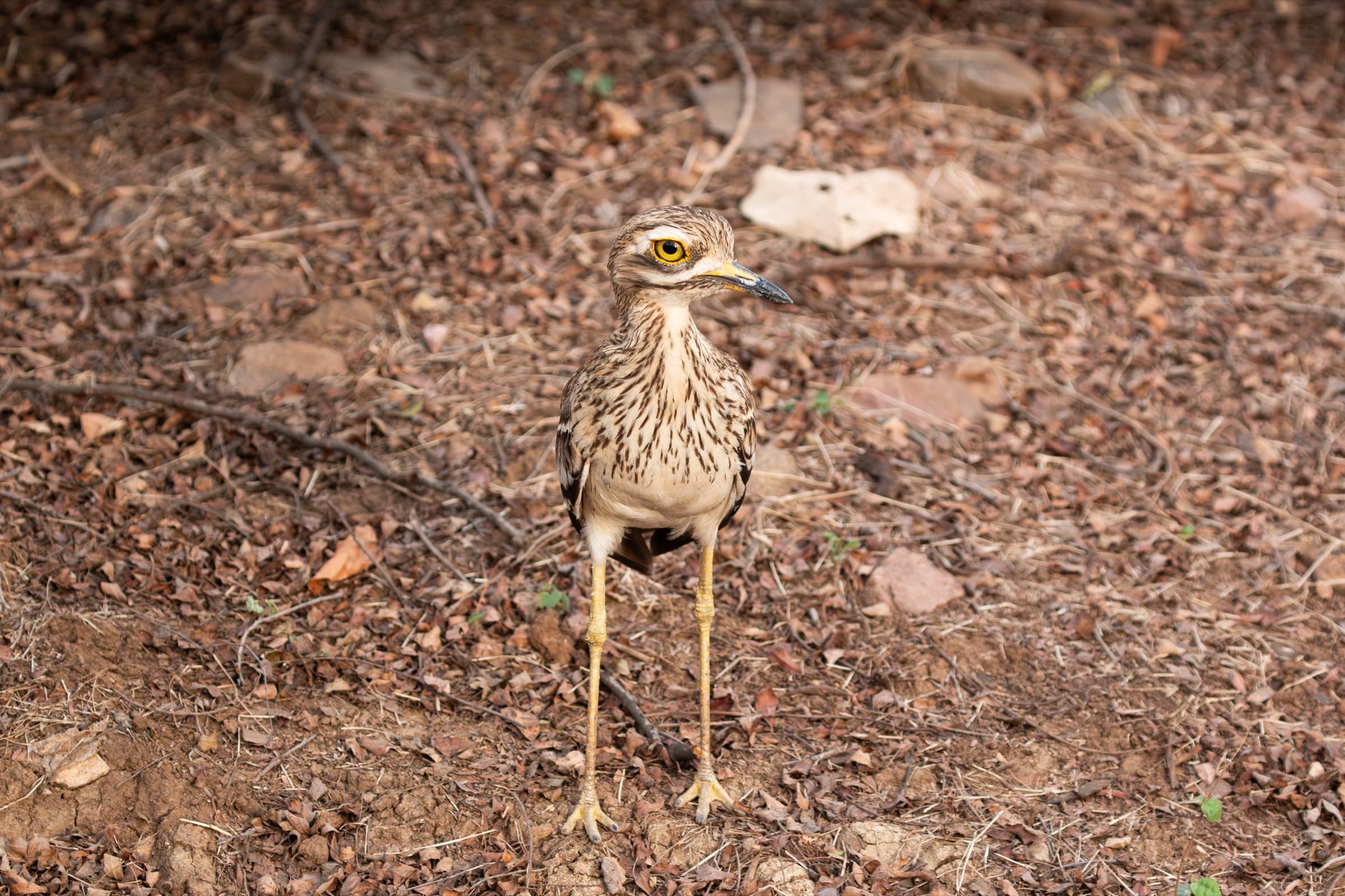 Wildlife photograph