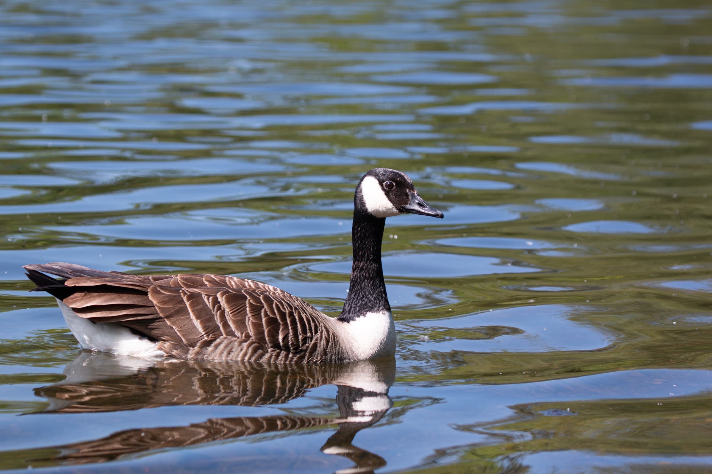 Wildlife photograph
