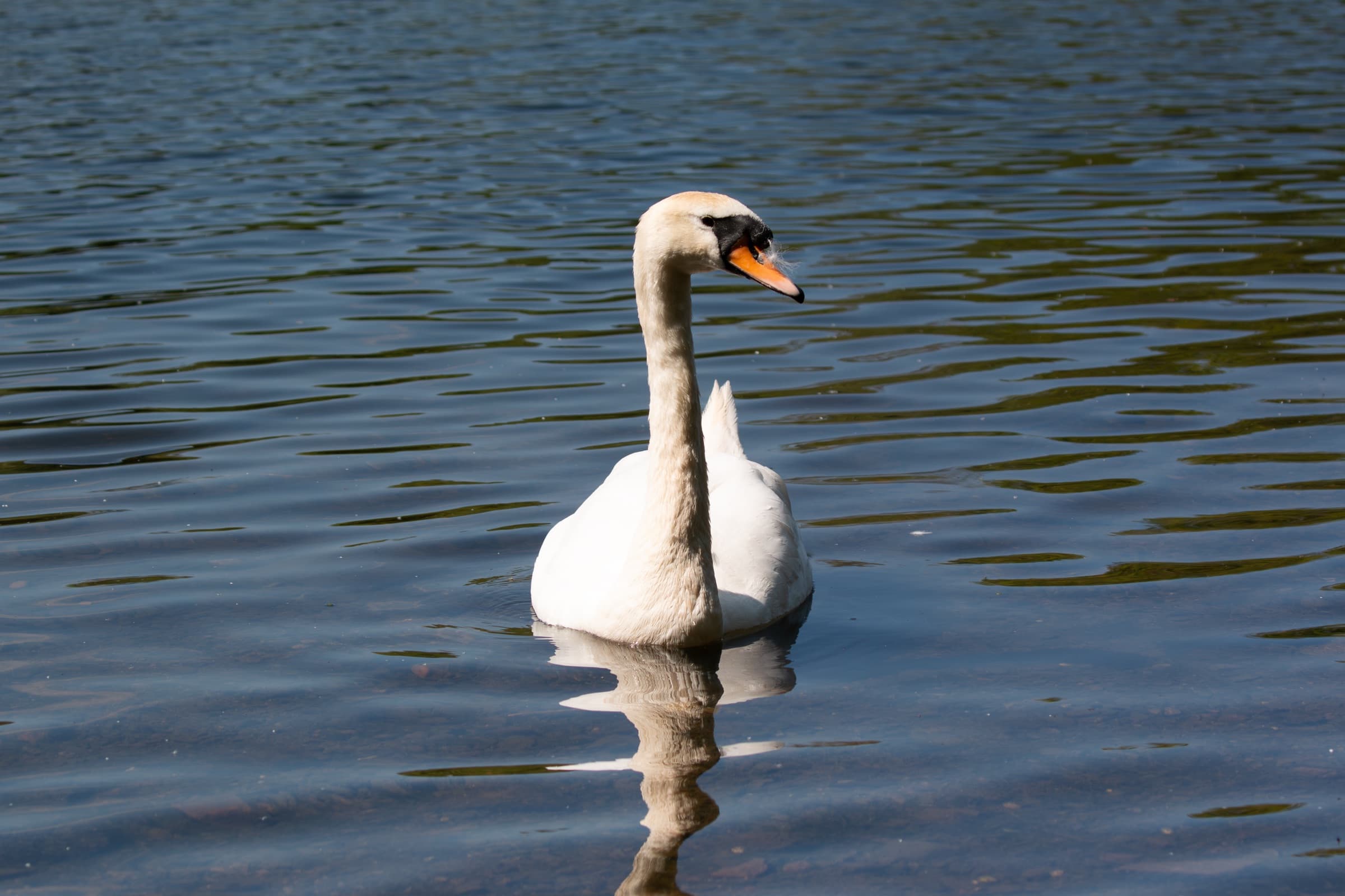 Wildlife photograph