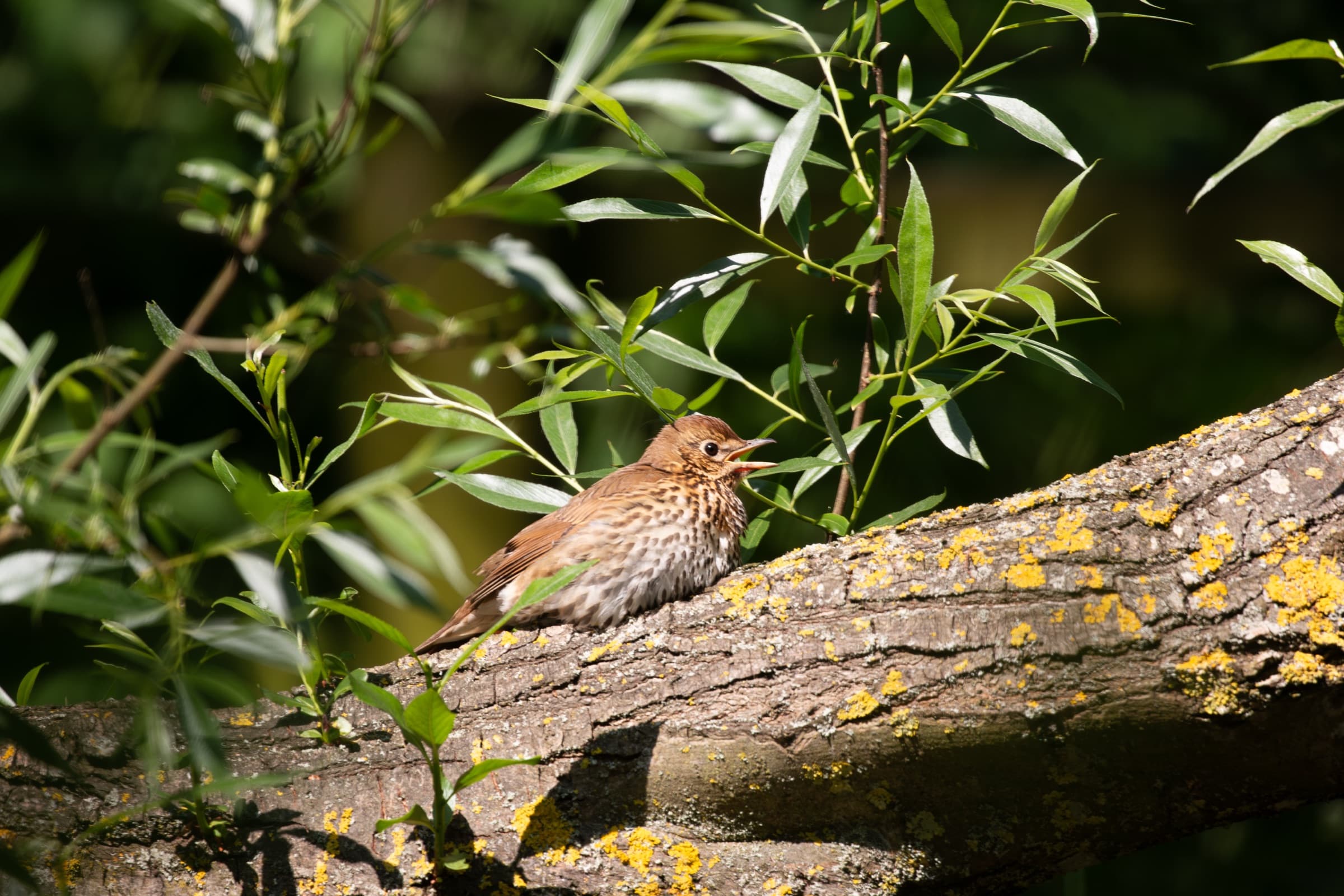 Songbird in willow