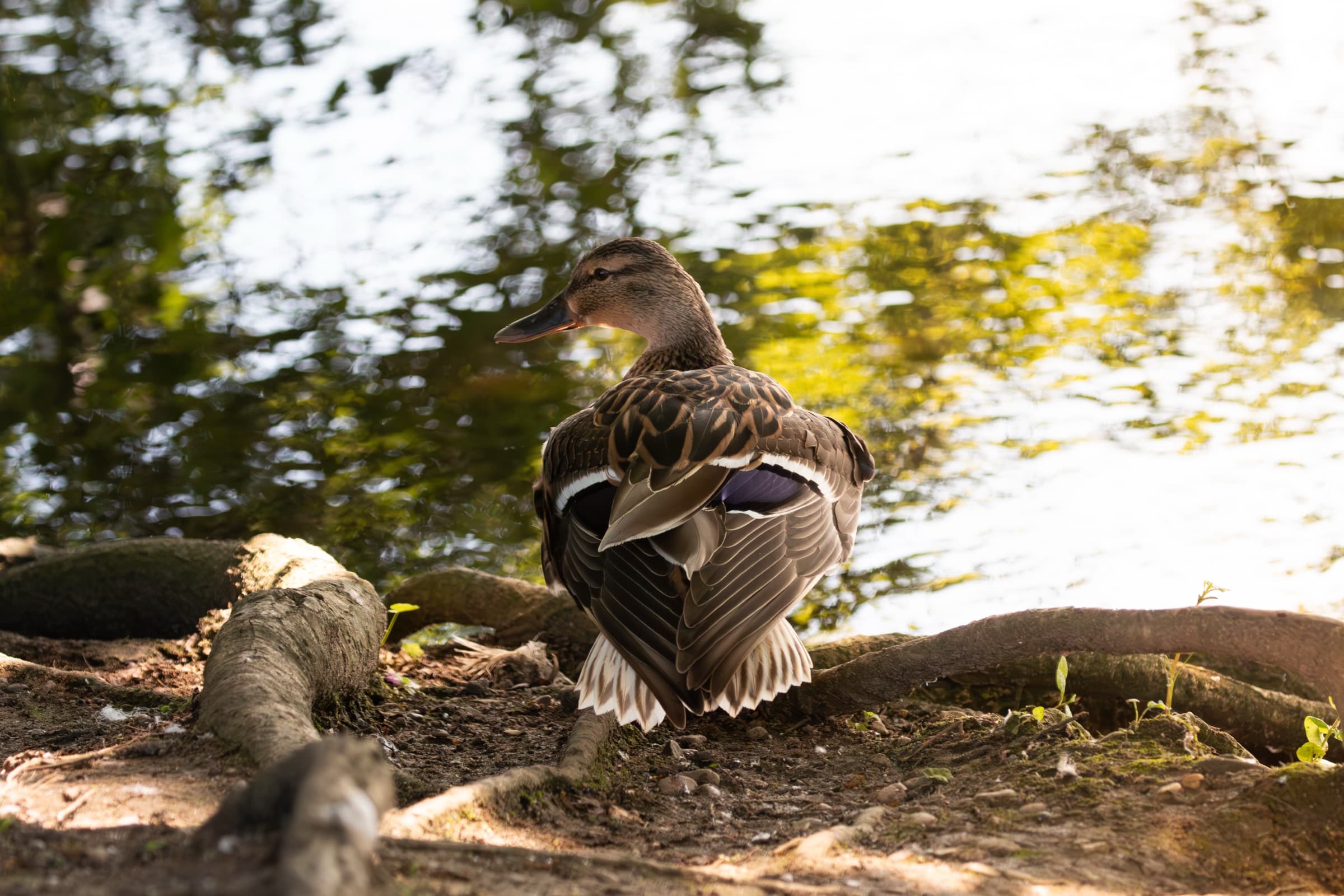 Wildlife photograph