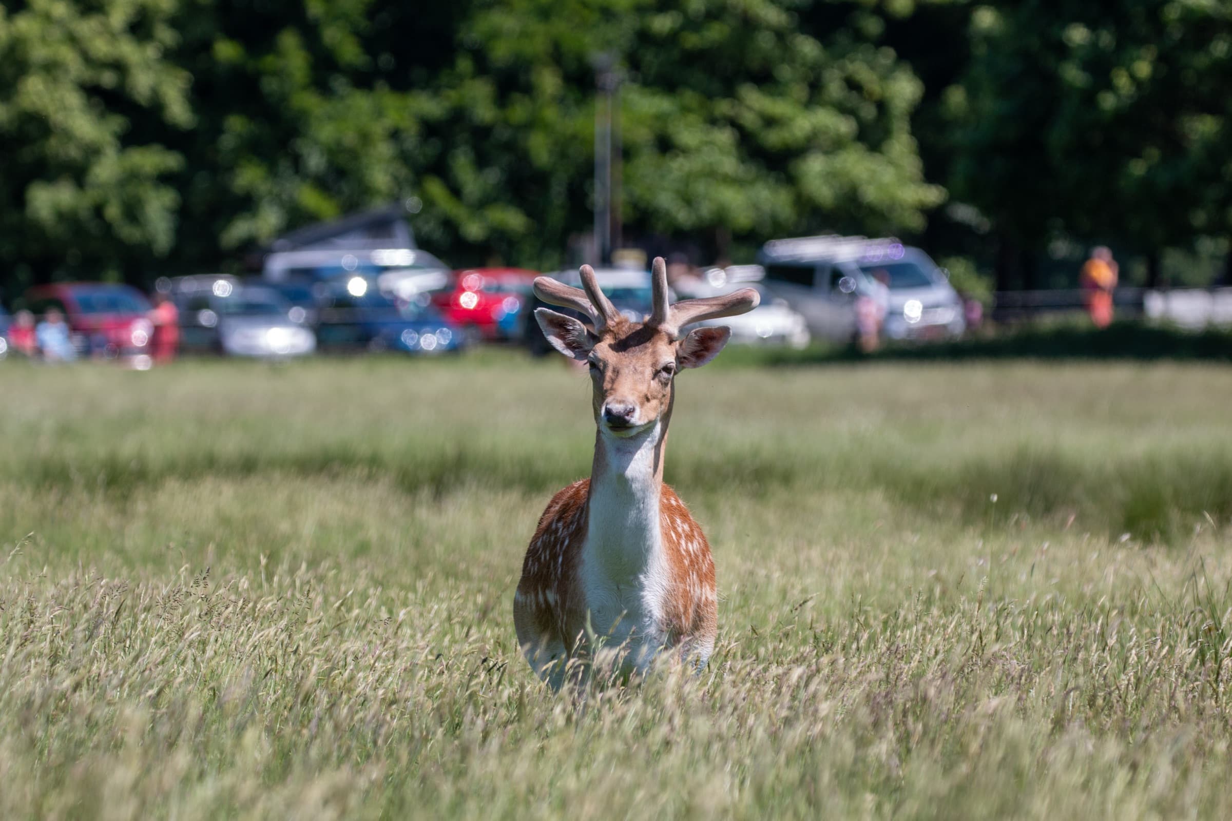 Wildlife photograph