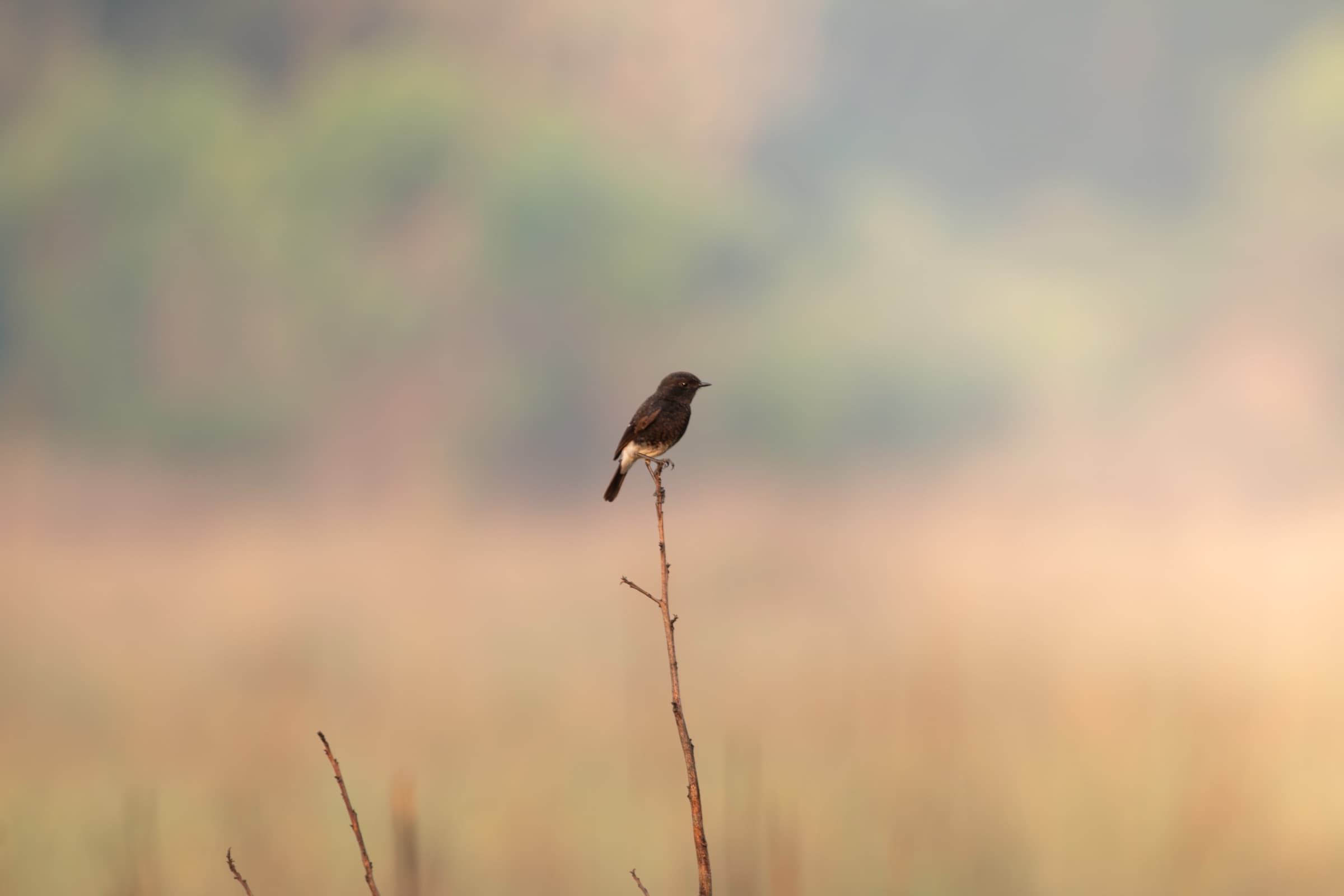Wildlife photograph