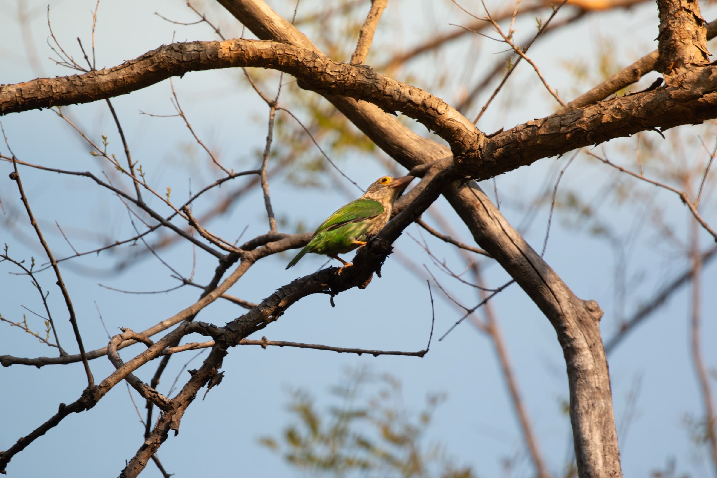 Wildlife photograph