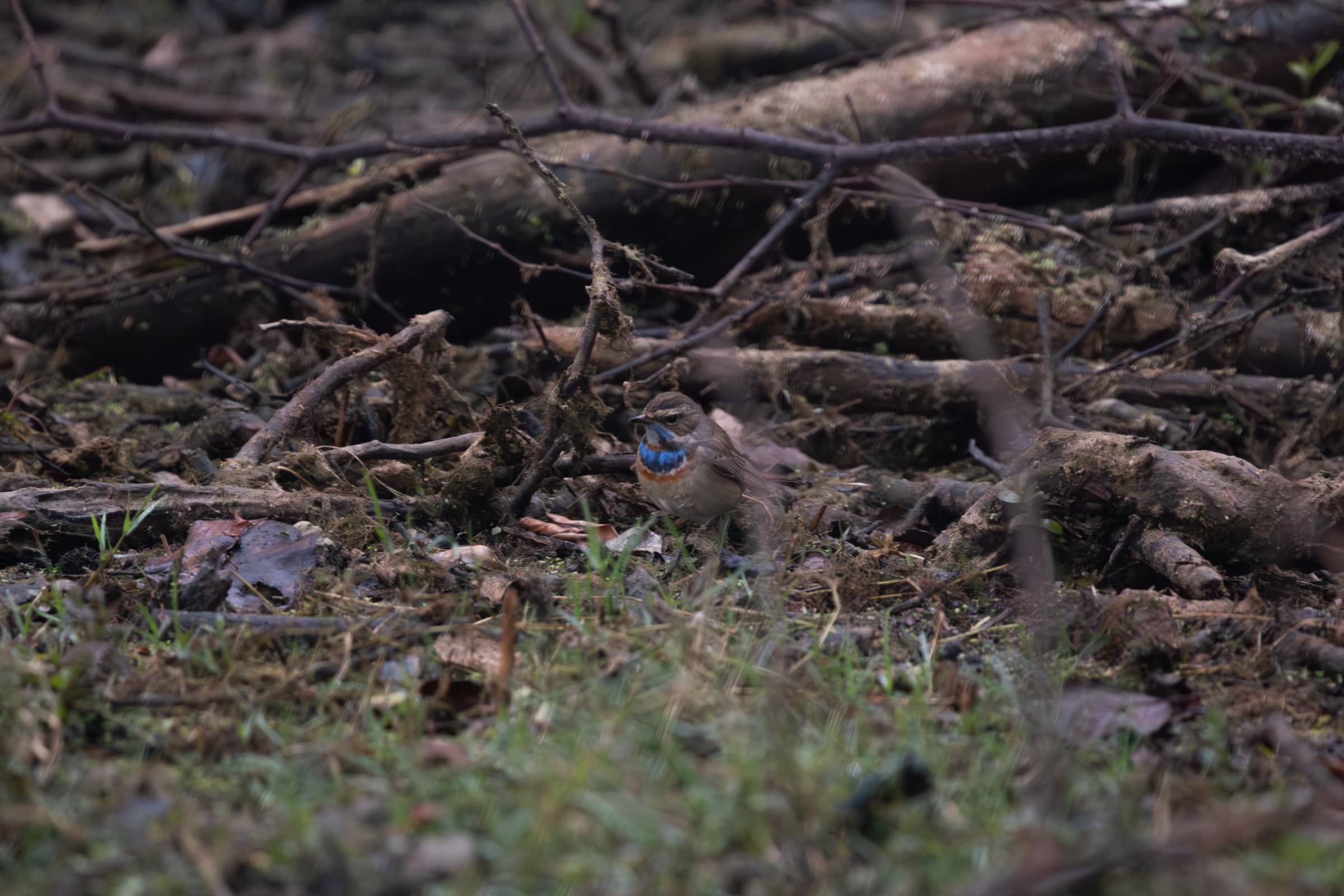 Forest floor