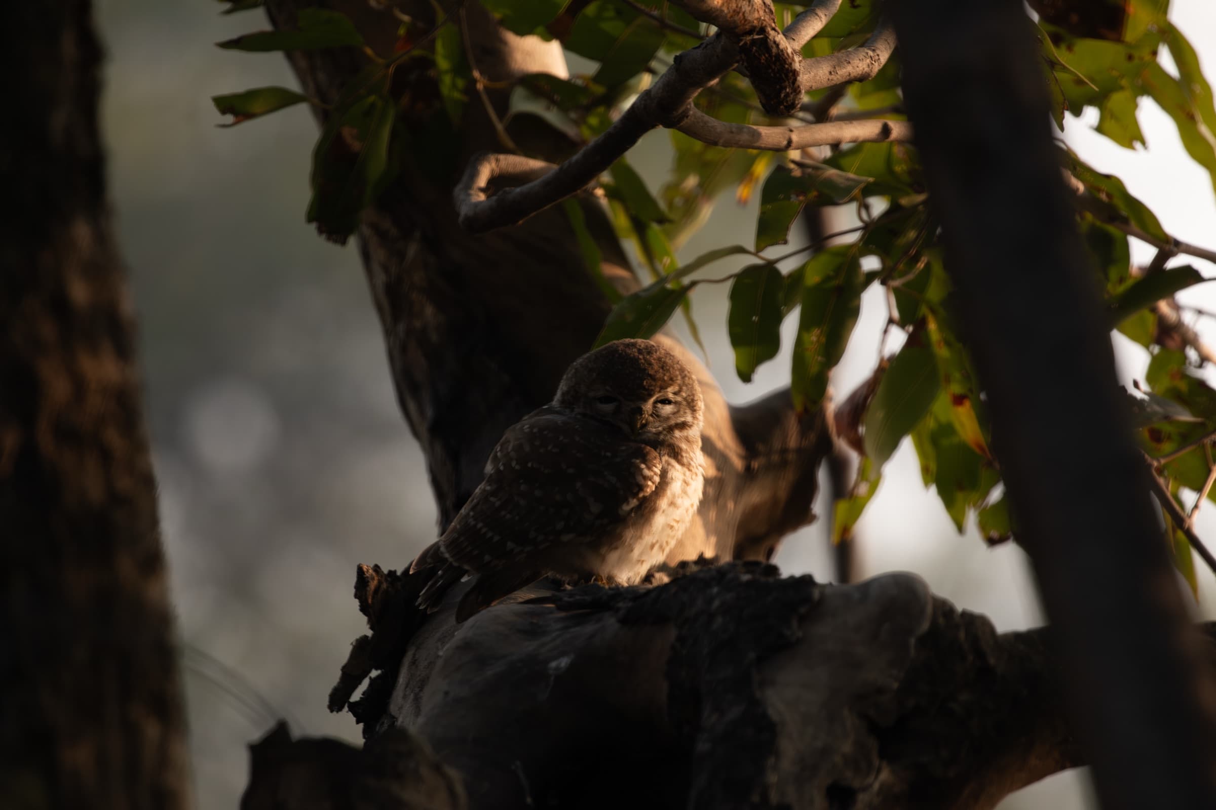 Wildlife photograph