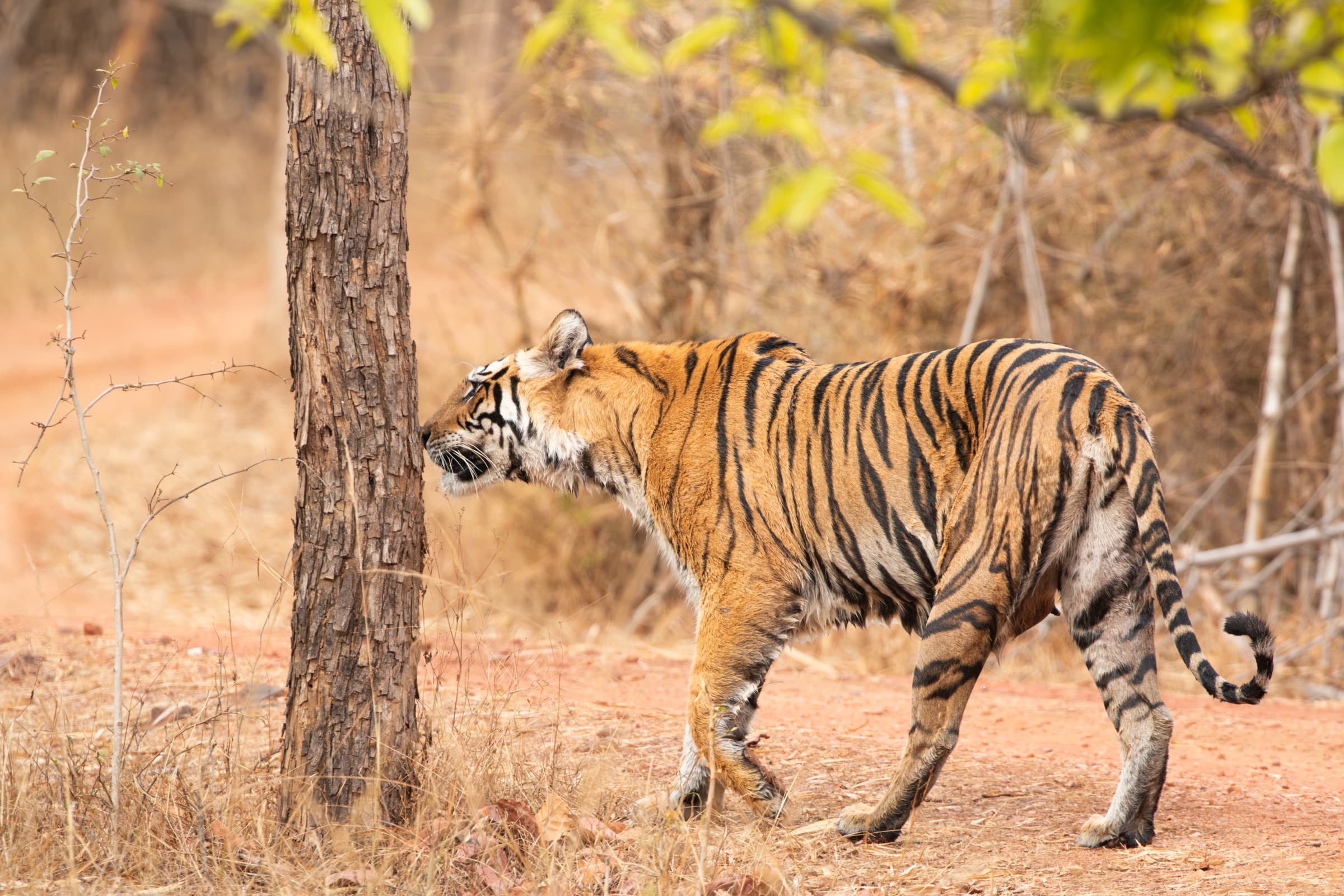 Wildlife photograph