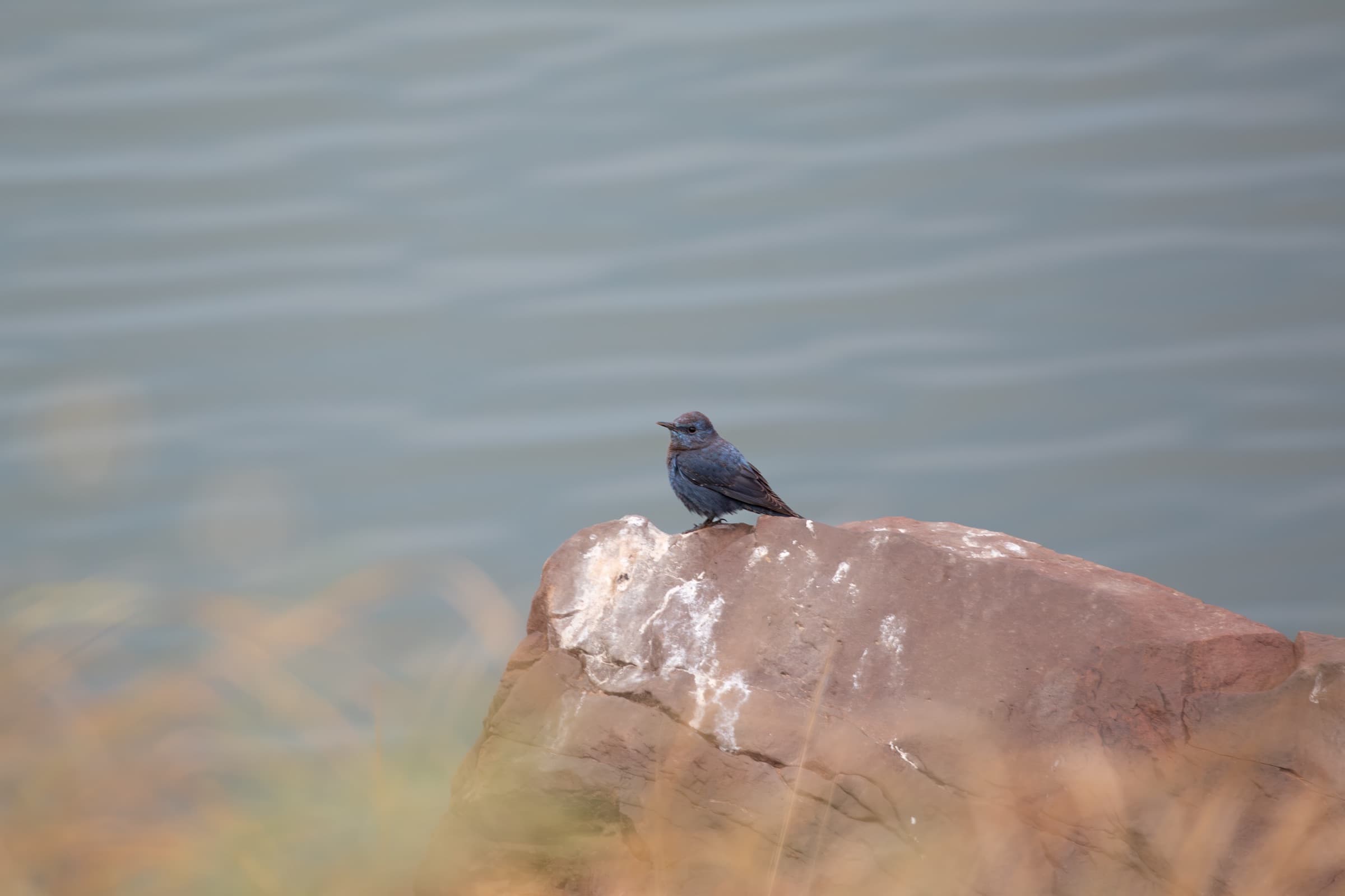 Wildlife photograph
