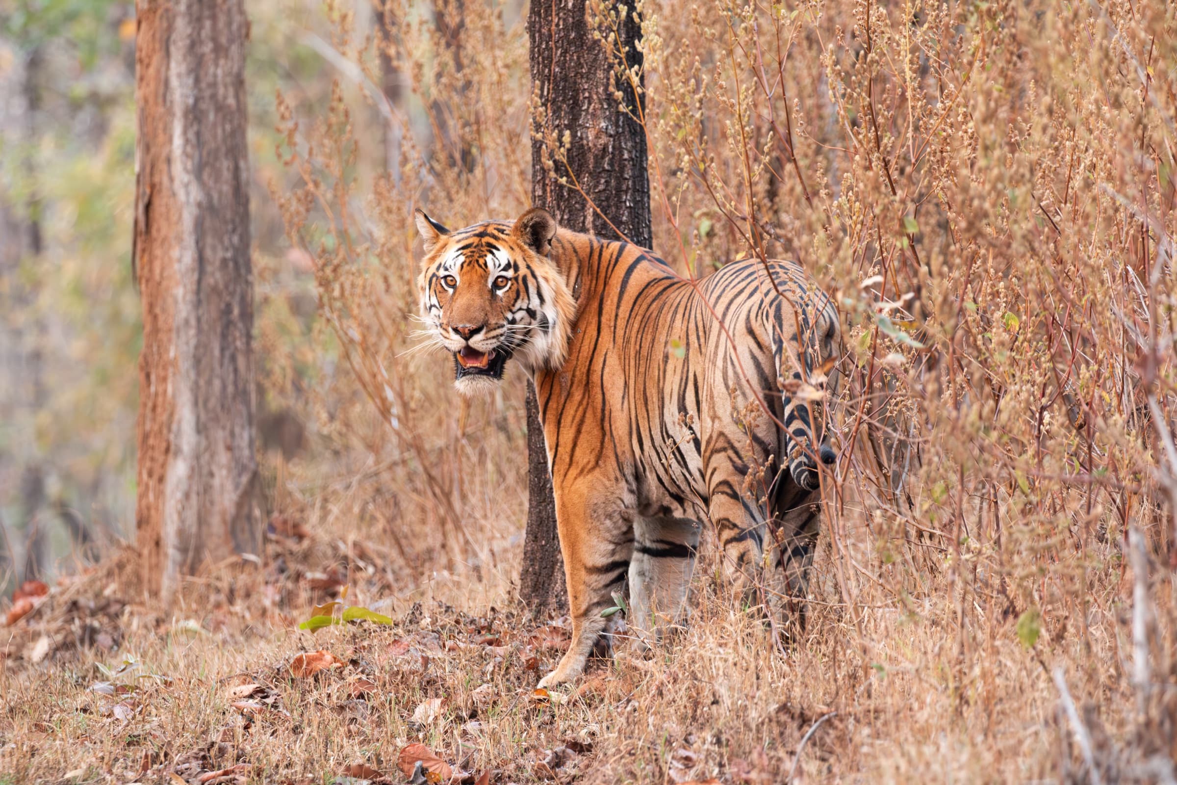 Bengal Tiger