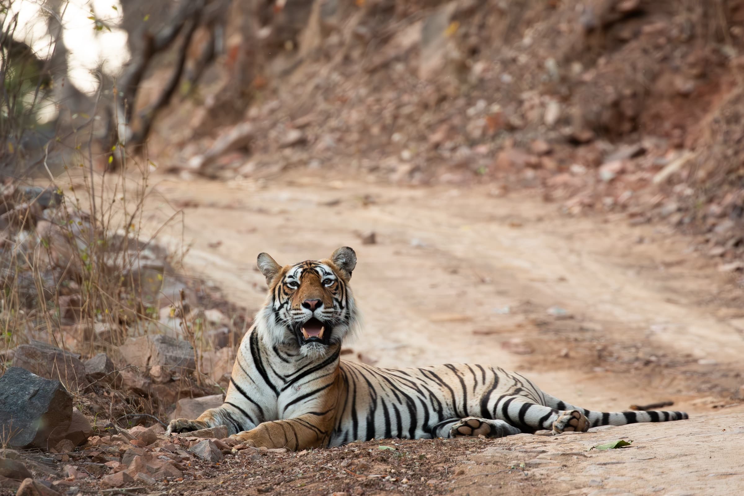 Bengal Tiger
