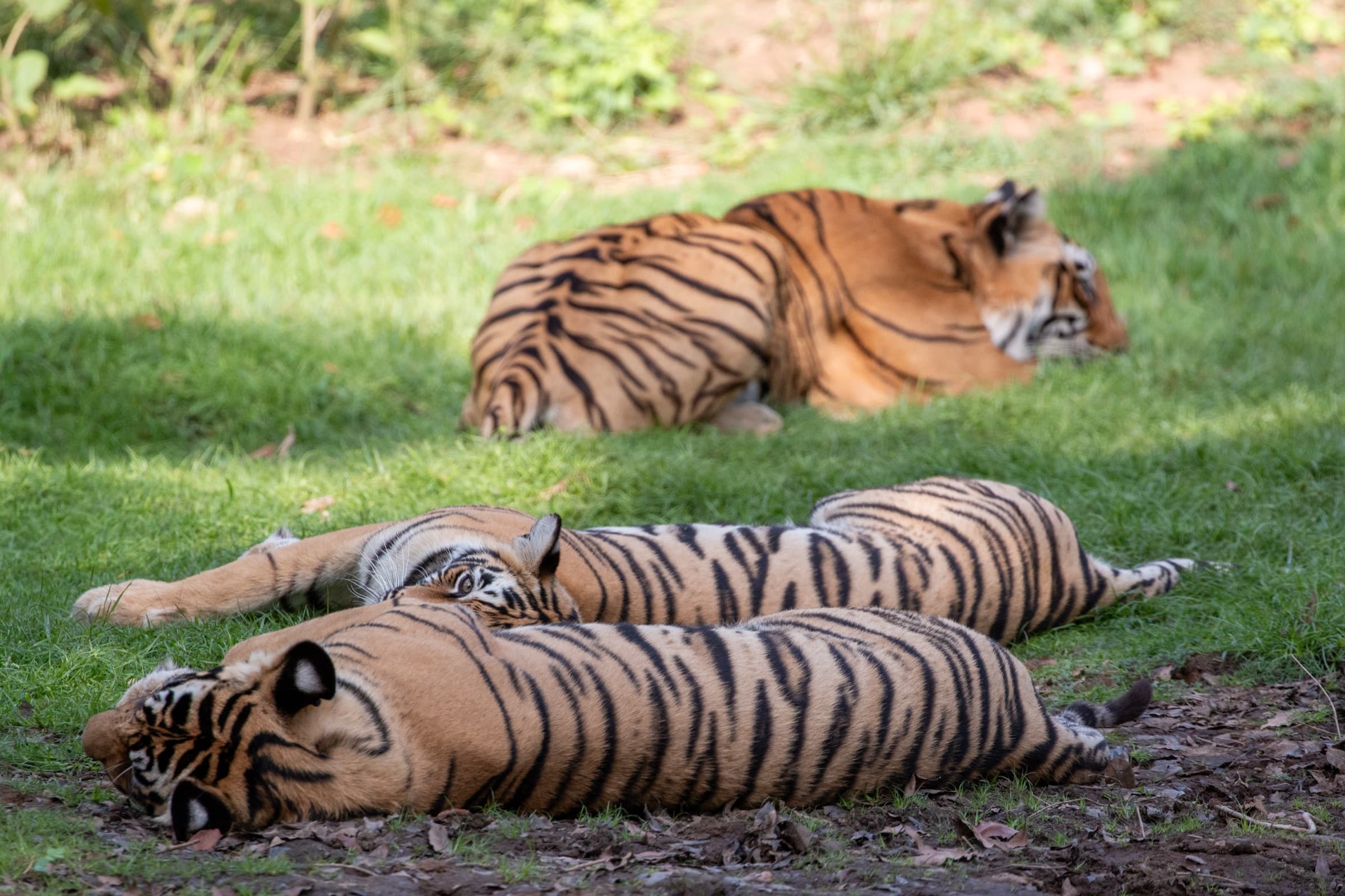 Bengal Tiger