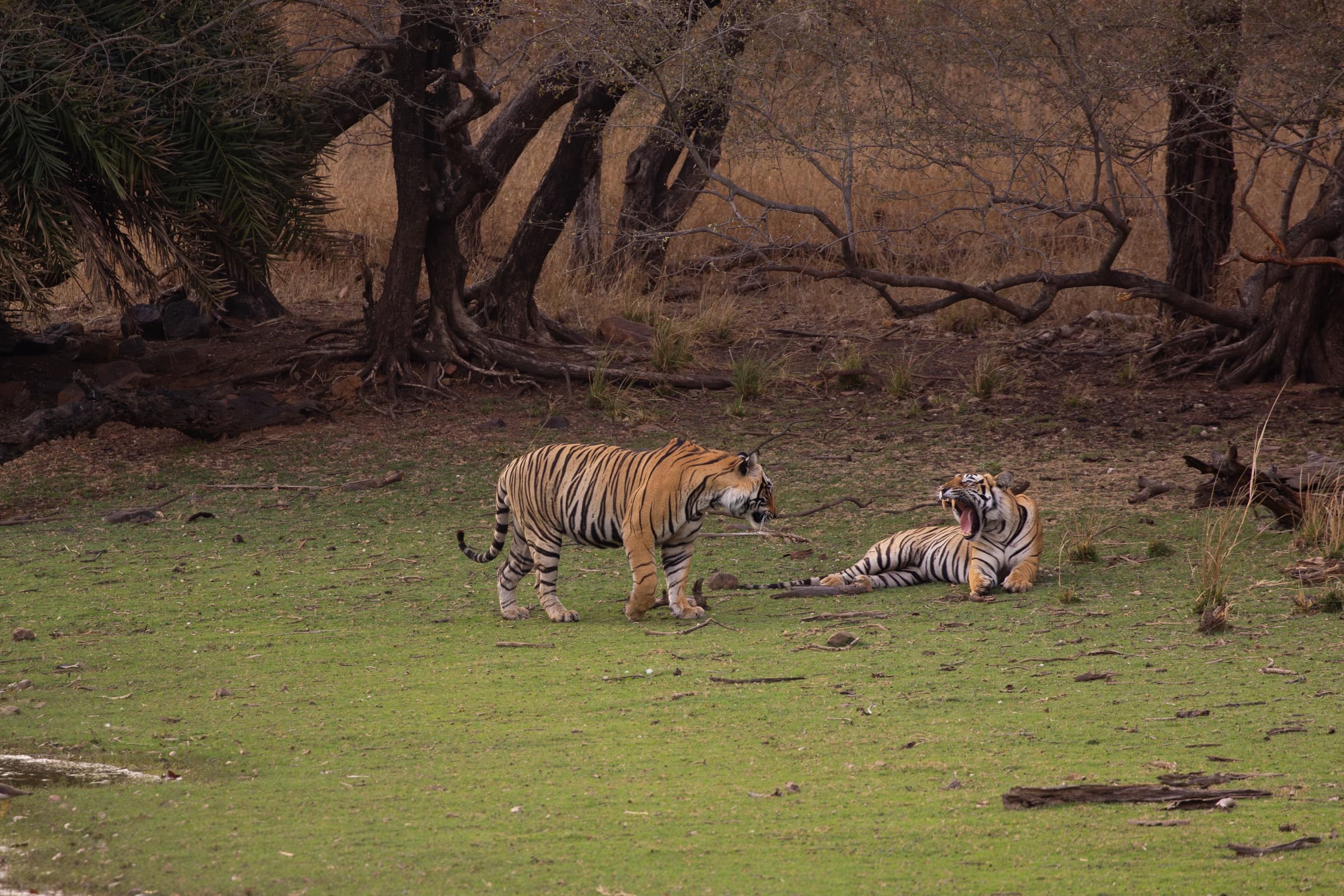 Bengal Tiger