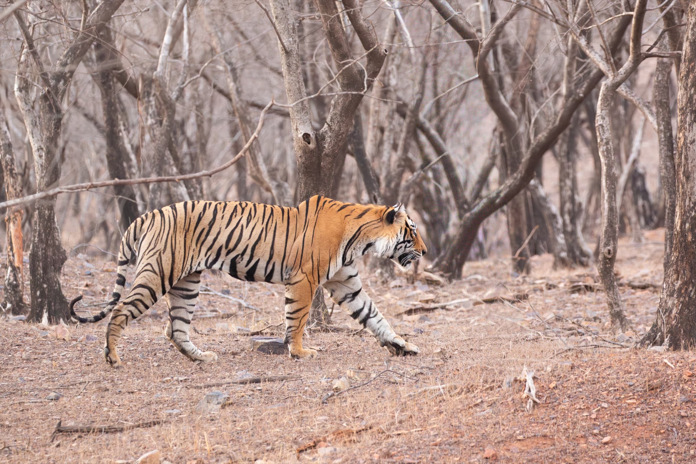 Bengal Tiger
