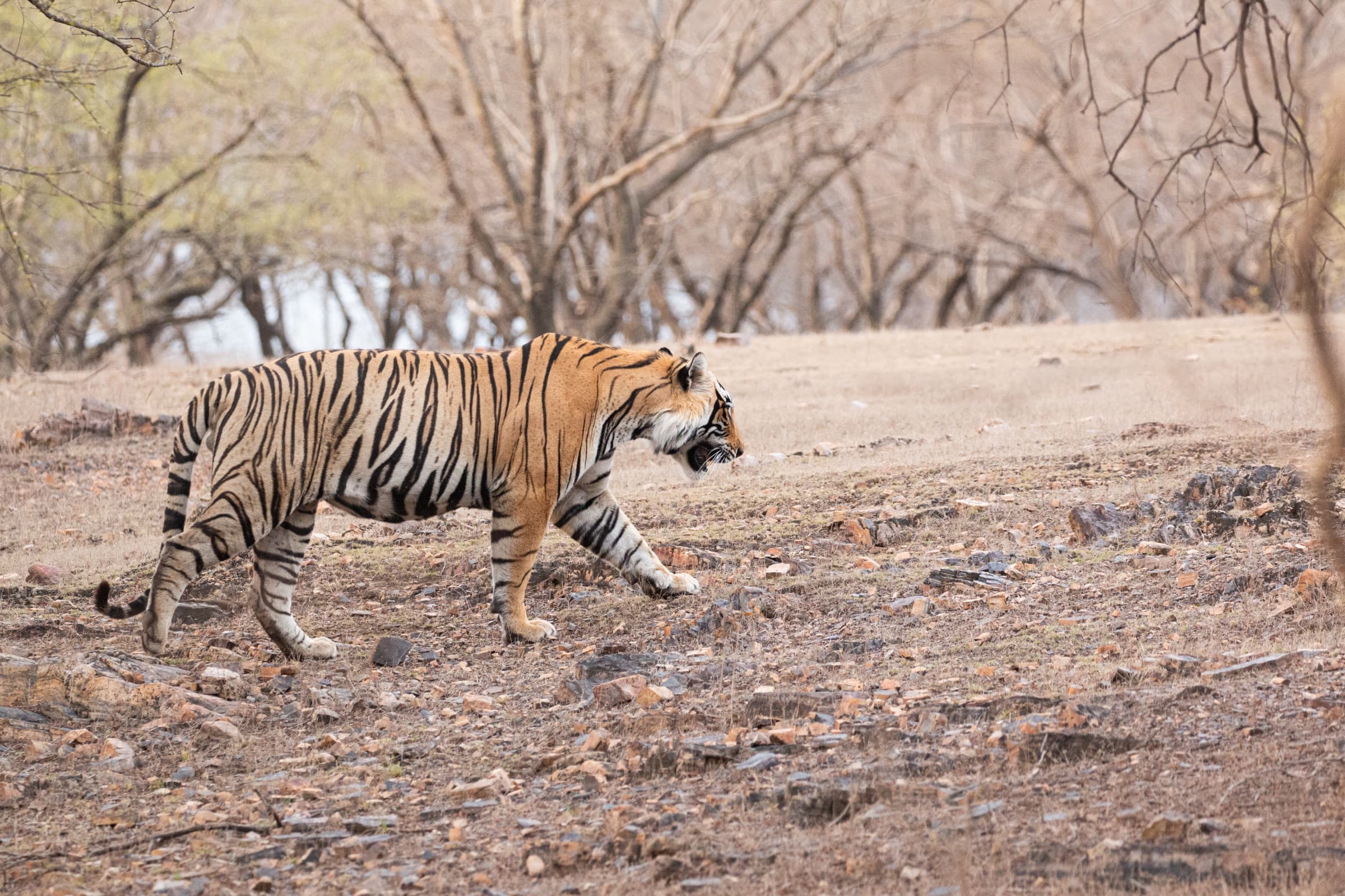 Bengal Tiger