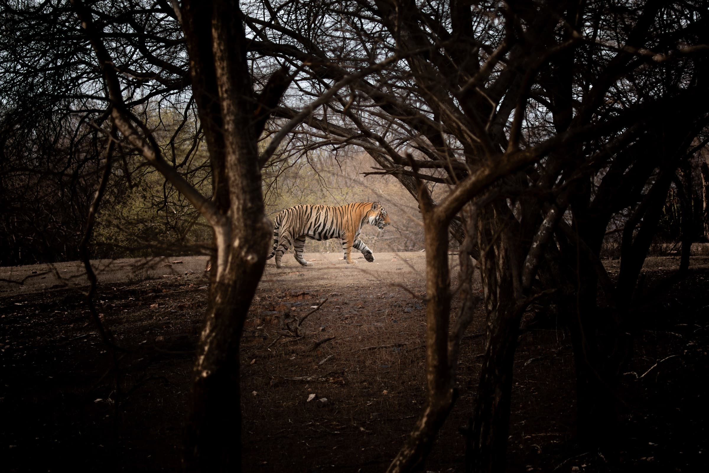 Bengal Tiger