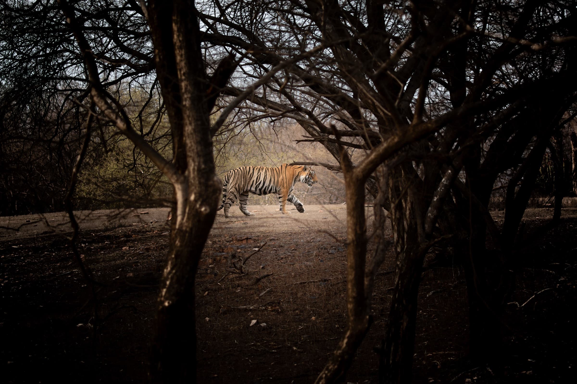 Bengal Tiger